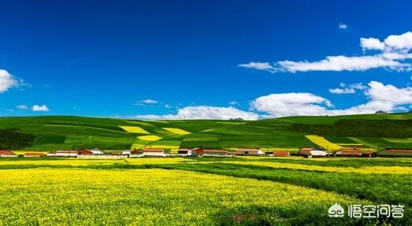 青海门源你去过吗？