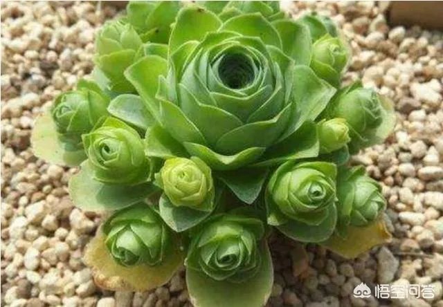 不同的多肉植物，在度夏时，有什么区别吗？