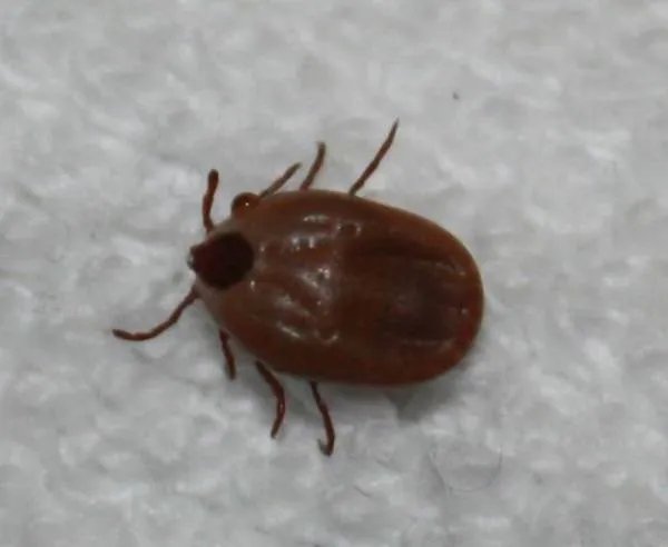 婢虫是什么样的