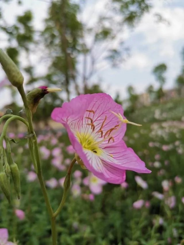 你会接受催婚后的相亲吗?怎么看待大龄剩女被催婚?