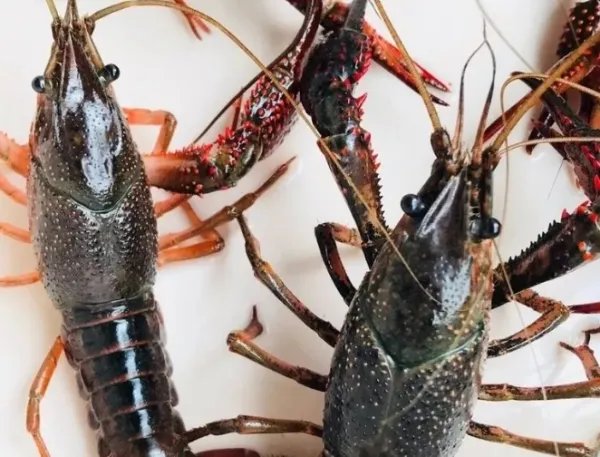 龙虾不会衰老还能不断长大，为什么也难见到有长的特别大的？