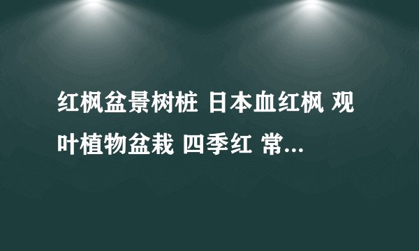 红枫盆景树桩 日本血红枫 观叶植物盆栽 四季红 常年红能扦插活吗