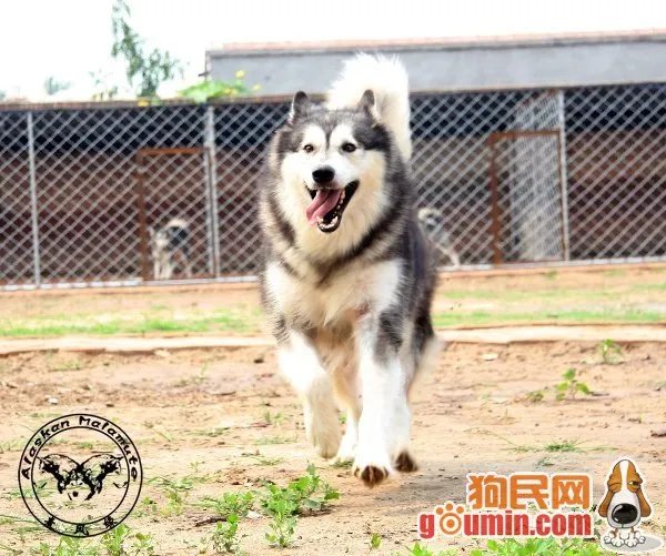 龙门镖局14集出现的灰色狗,是什么品种？