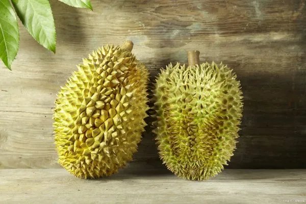 榴莲为什么这么贵呢?是因为不能大规模种植的原因吗?