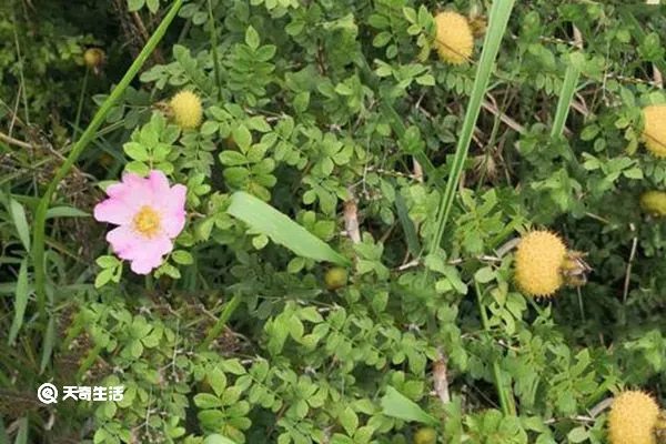 缫丝花的功效与作用