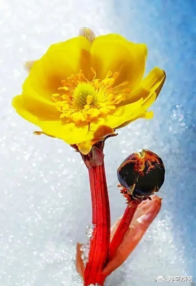 当今社会，女人应该活成什么样，才算潇洒不悔？