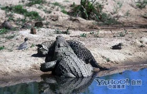 豹子为什么敢吃鳄鱼
