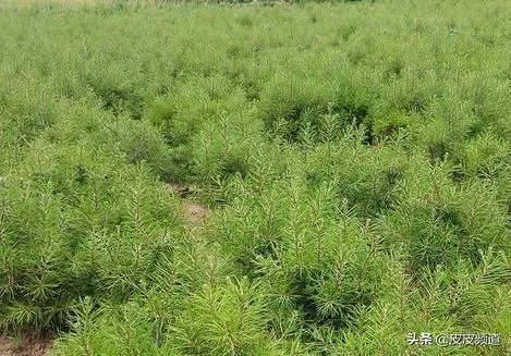 种植白皮松的前景，为什么白皮松价格这么高？