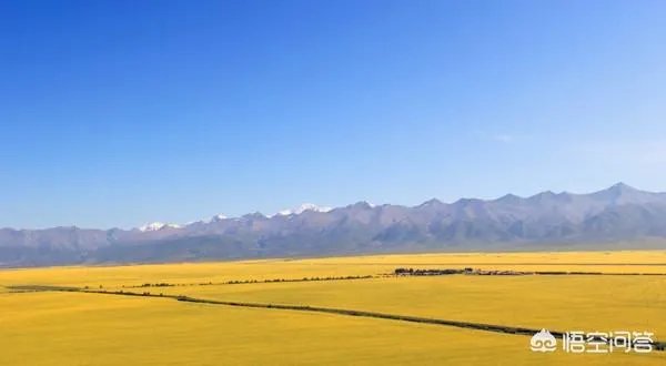 青海门源你去过吗？