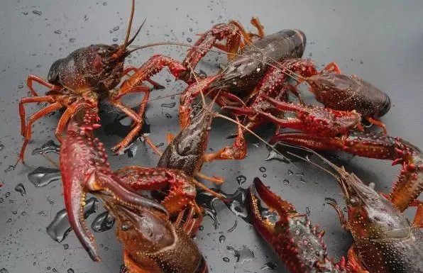 龙虾不会衰老还能不断长大,为什么也难见到有长的特别大的?