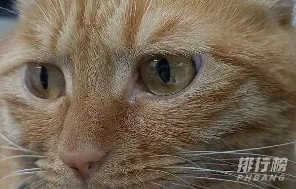 oppo reno4 se支持nfc吗_oppo reno4 se有没有nfc功能