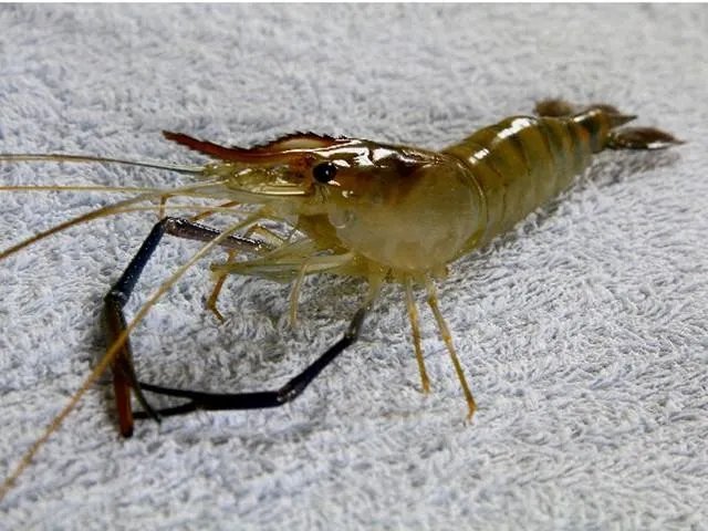 海中钓鱼用什么饵？