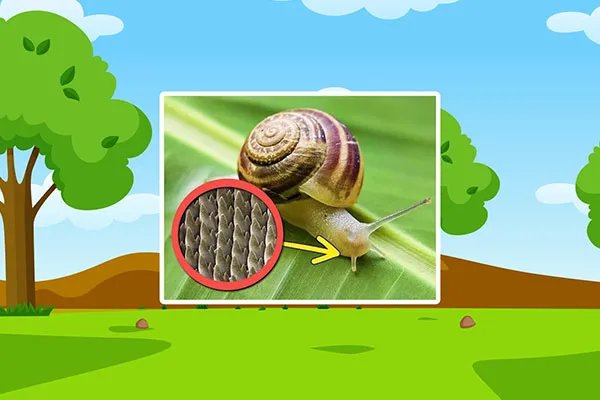 蜗牛有多少颗牙齿