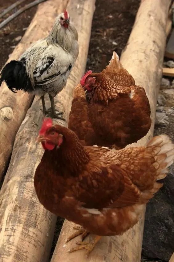 北京圆明园野天鹅禽流感疫情,会传染我们吗?