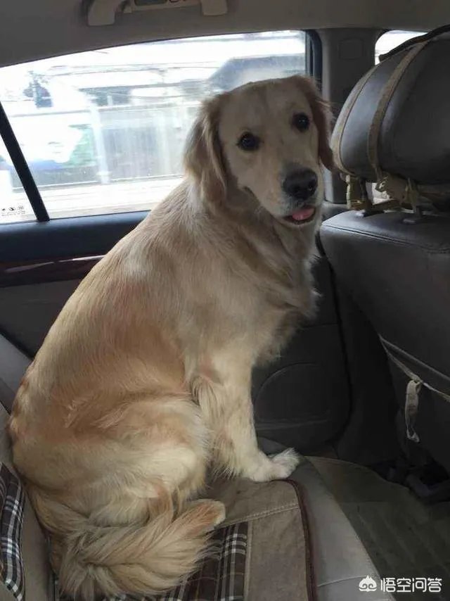 女子投诉滴滴拼车遇两大狗一路狂吠，如女子被咬伤谁应该负责？