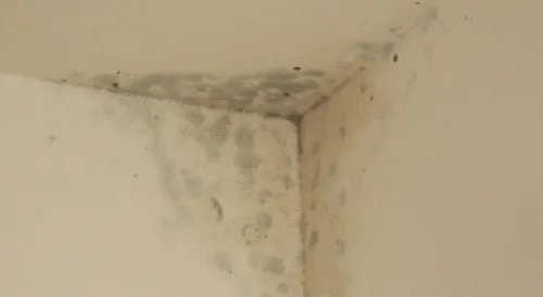 房间墙壁发霉怎么处理 墙壁发霉的原因及危害