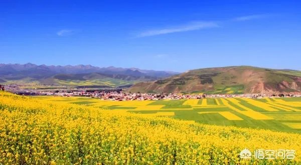 青海门源你去过吗？