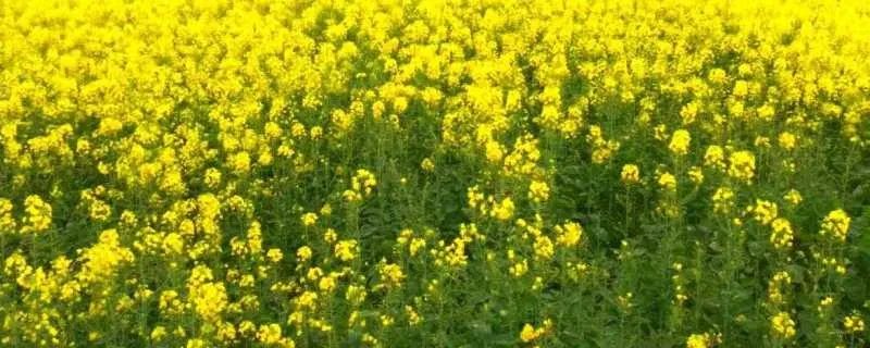 免费取名网站大全 宝宝取名字流程