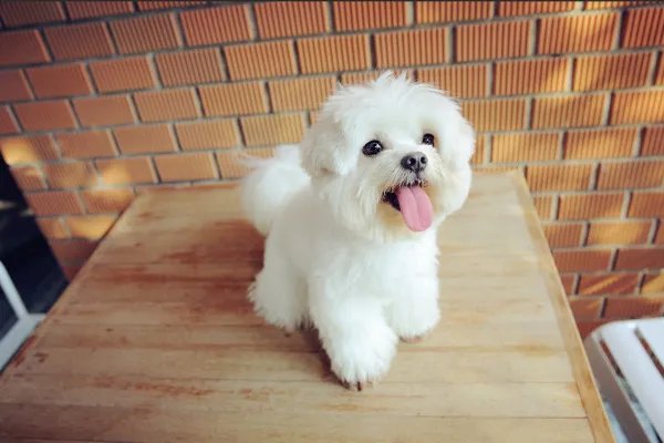 洋气又搞笑的狗名