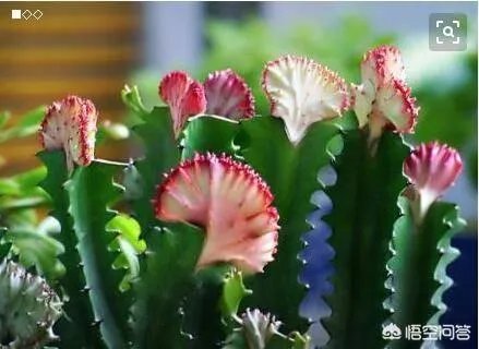 龙骨花和量天尺如何区分？