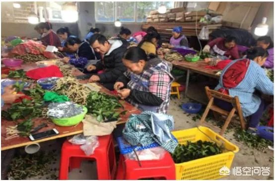 什么价格能买到真的良种油茶苗？