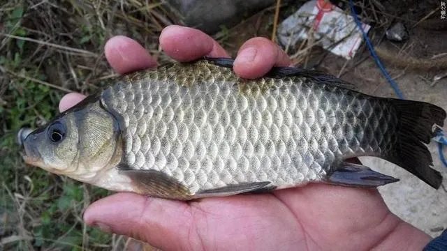 鱼塘随便放三四条小鲫鱼能繁殖越来越多吗？