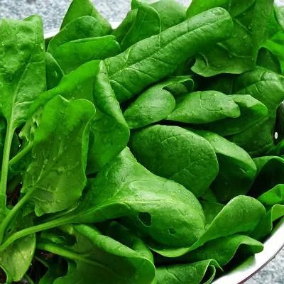 碧生源常润茶怎么喝