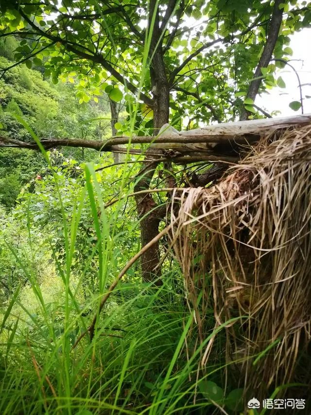 农村人自己养的蜂蜜怎么样？贵吗？