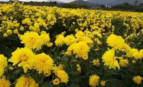 “秋天的雨，带给大地的是一曲丰收的歌。”结合你的生活经历，写一写你眼前浮现的情景。（100字左右）