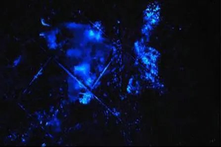 鲁米诺反应是什么