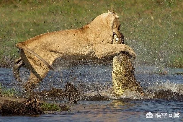 豹子为什么敢吃鳄鱼