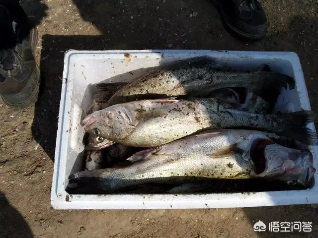 海中钓鱼用什么饵？