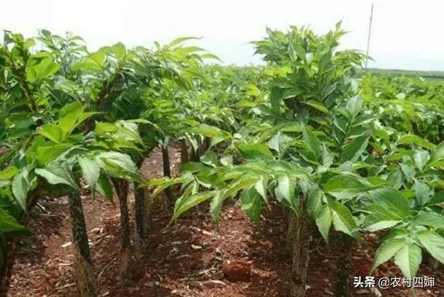 请大家帮忙一下，现在魔芋种子偏贵，现在种植魔芋的市场前景如何？