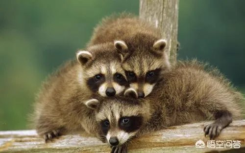 可以养殖小浣熊吗？都需要什么条件？