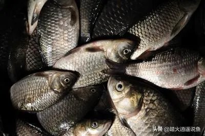 鱼塘随便放三四条小鲫鱼能繁殖越来越多吗？