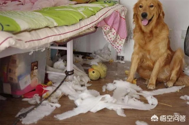 为什么大家都不敢养金毛犬？