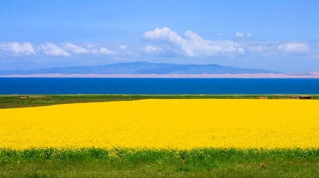 2020青海湖的油菜花什么时候开 青海油菜花几月份去最好