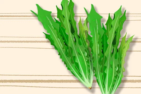 荆芥的作用与功效