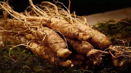 山货都包括哪些植物