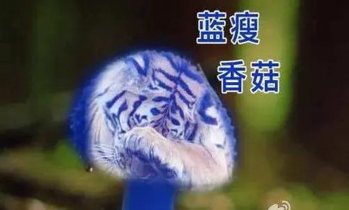 难受香菇什么时候的梗