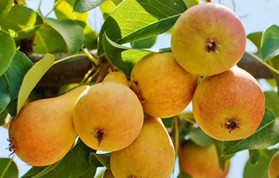 抚顺特产有哪些 抚顺有哪些特产