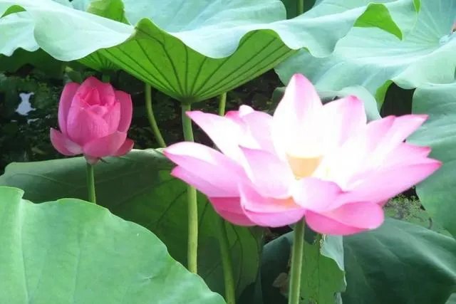 小池古诗的意思？