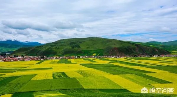 青海门源你去过吗？
