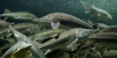 甘肃上千万斤鲟鱼流入四川，有关部门采取了哪些捕捞措施?