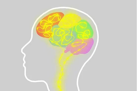 左脑和右脑的功能分别是什么