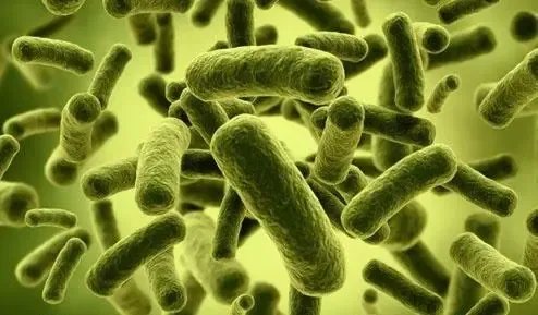 空气中到底有没有微生物呢?它们在哪里?