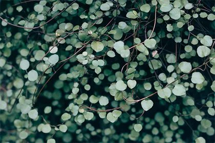 路旁土命是什么命,路旁土命最佳配偶