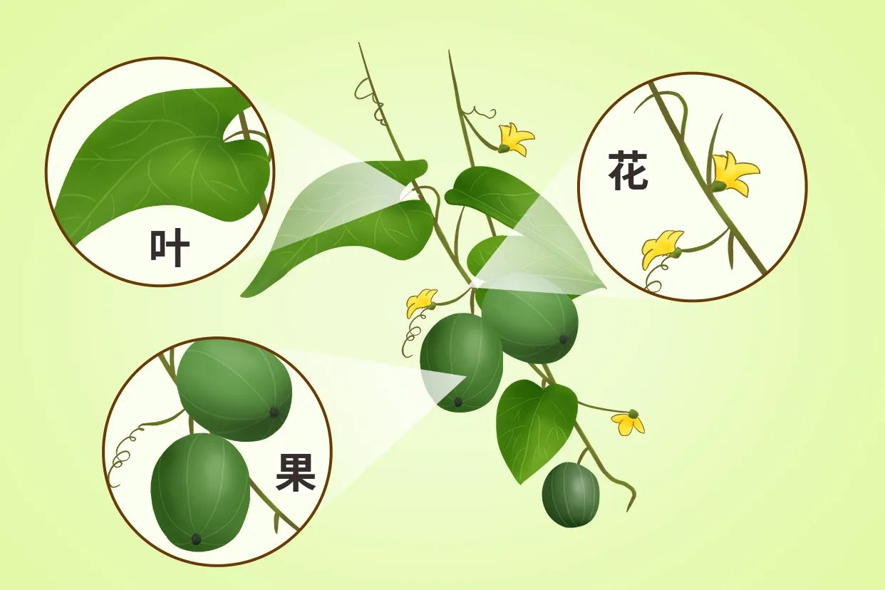 罗汉果图片大全大图