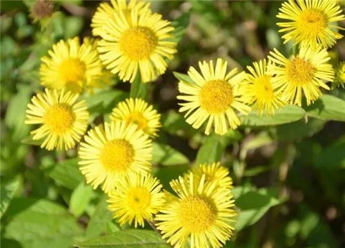 旋覆花的功效与作用有哪些  旋覆花的副作用有哪些