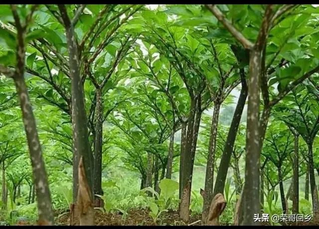 请大家帮忙一下,现在魔芋种子偏贵,现在种植魔芋的市场前景如何?